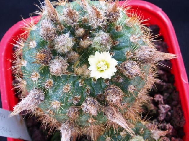 Frailea_columbiana